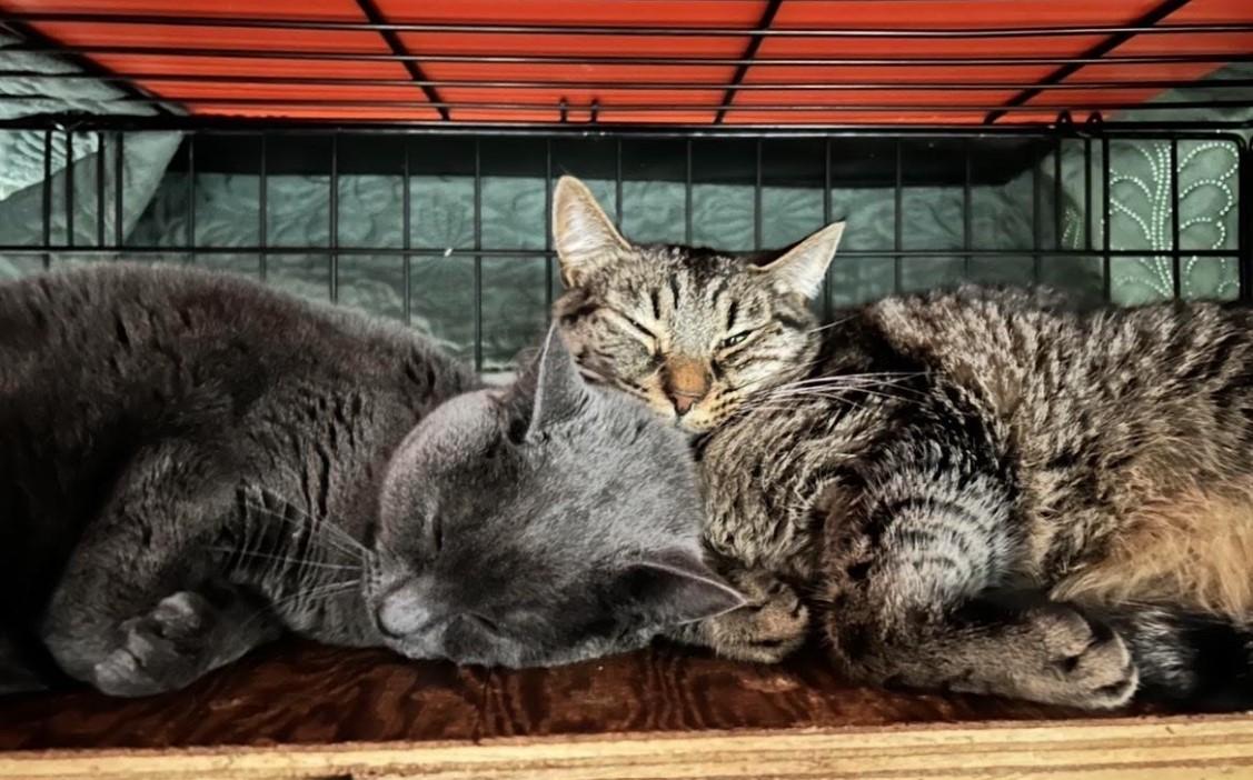 Enlarge Dane (Bonded with Paul), a ADOPTABLE Domestic Short Hair in Maple Ridge, BC image 6/6