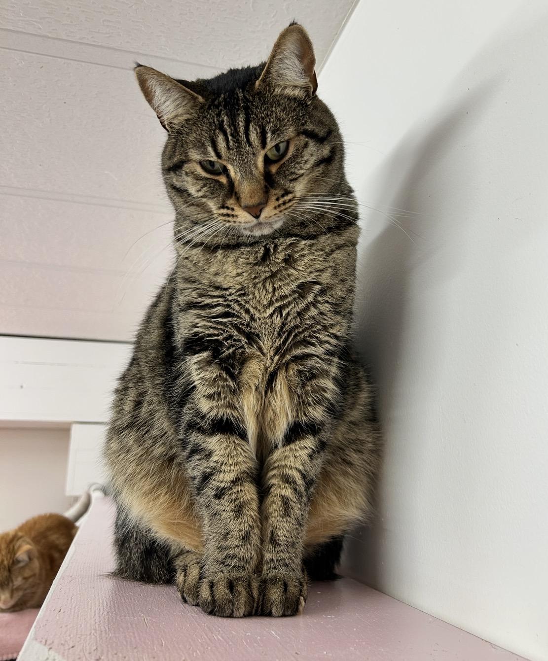 Dane (Bonded with Paul), ADOPTABLE, Adult Male Domestic Short Hair.