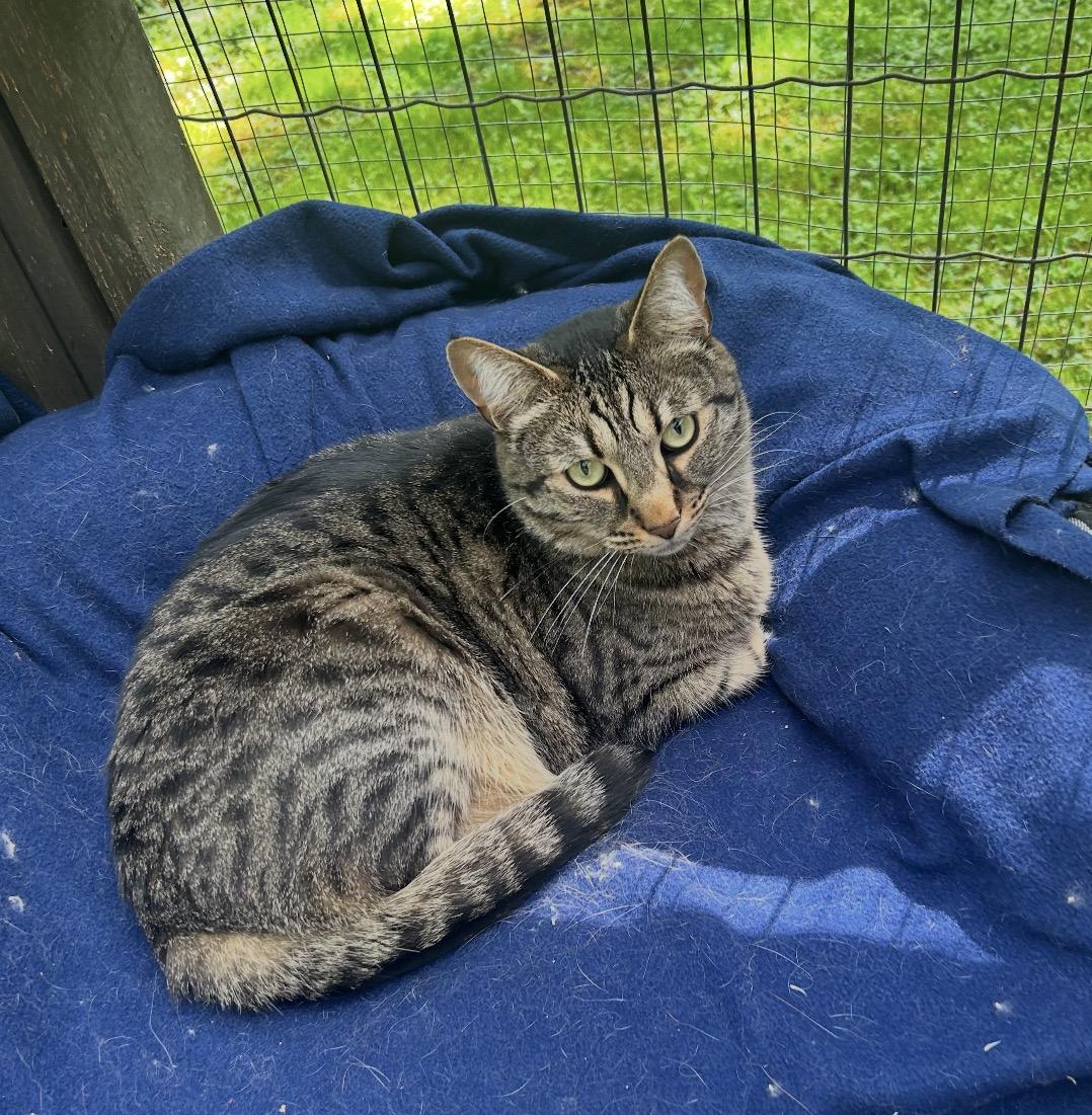 Dane (Bonded with Paul), ADOPTABLE, Adult Male Domestic Short Hair.