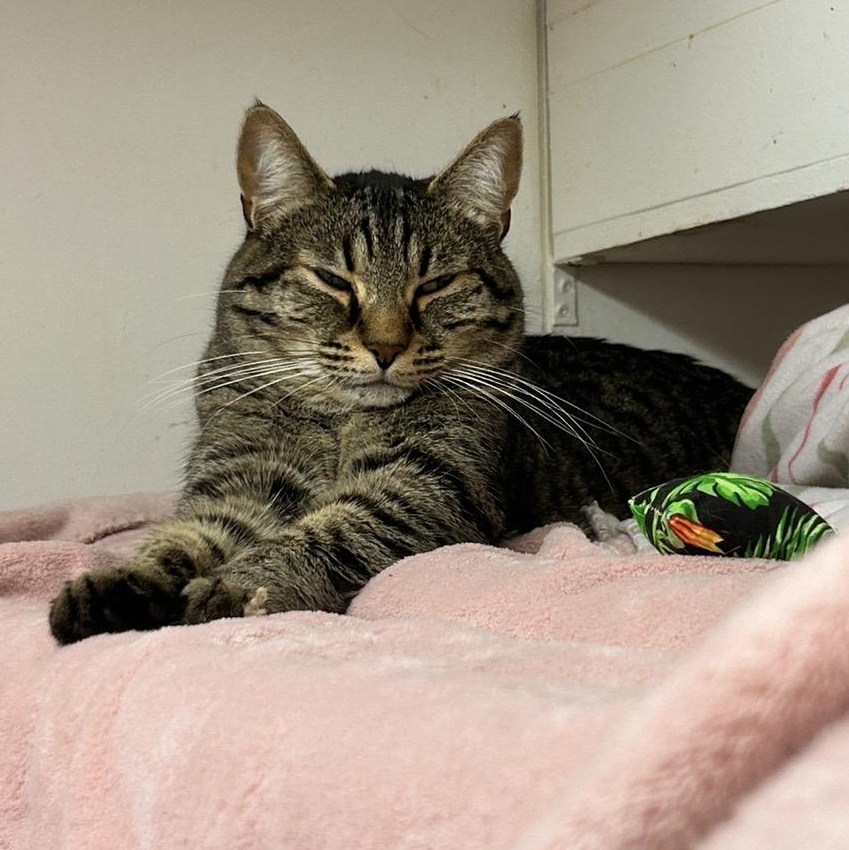 Enlarge Dane (Bonded with Paul), a ADOPTABLE Domestic Short Hair in Maple Ridge, BC image 3/6