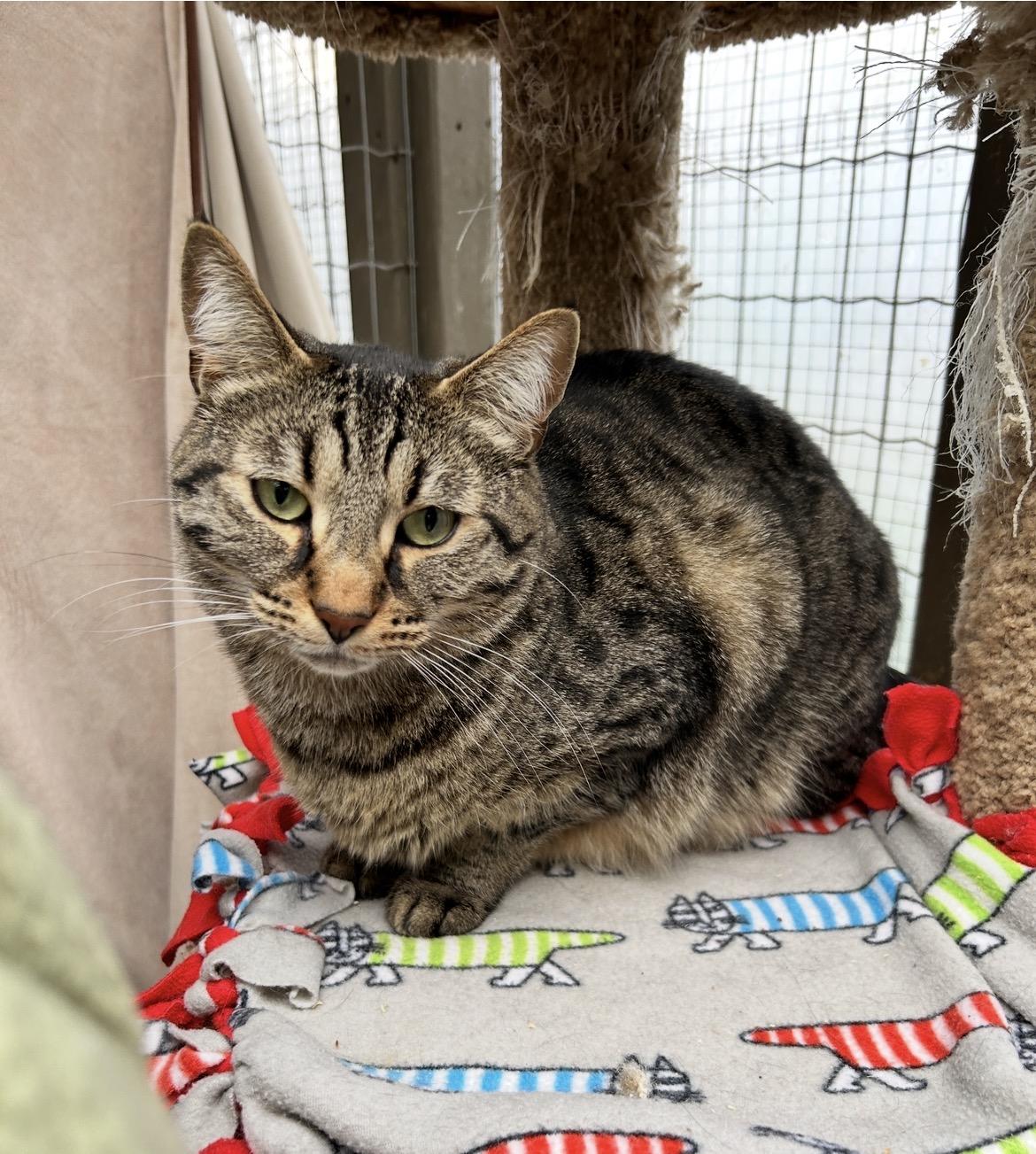 Enlarge Dane (Bonded with Paul), a ADOPTABLE Domestic Short Hair in Maple Ridge, BC image 1/6