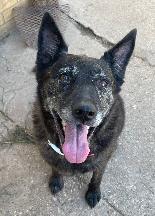 Enlarge Willow, a Adoptable mixed breed in Shreveport, LA image 1/1