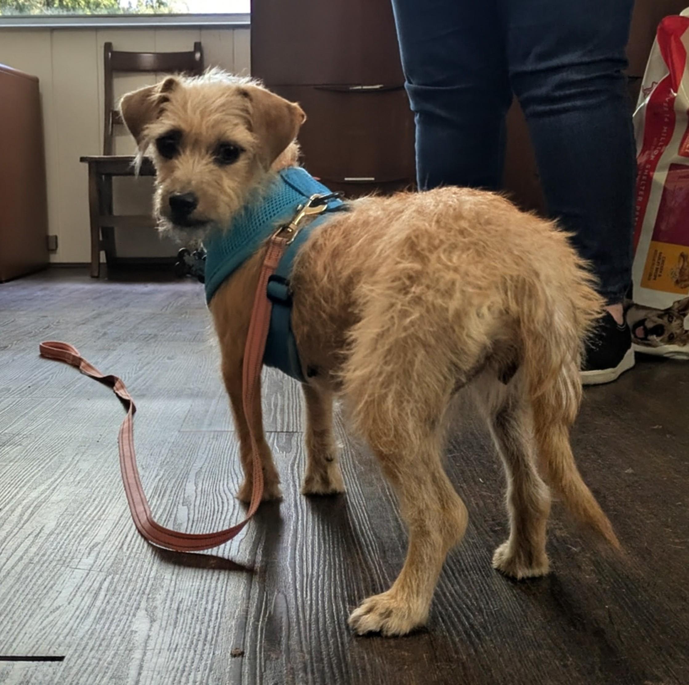 Matilda, Adoptable, Young Female Terrier.