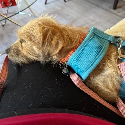 Enlarge Matilda, a Adoptable mixed breed in Santa Rosa, CA image 4/6