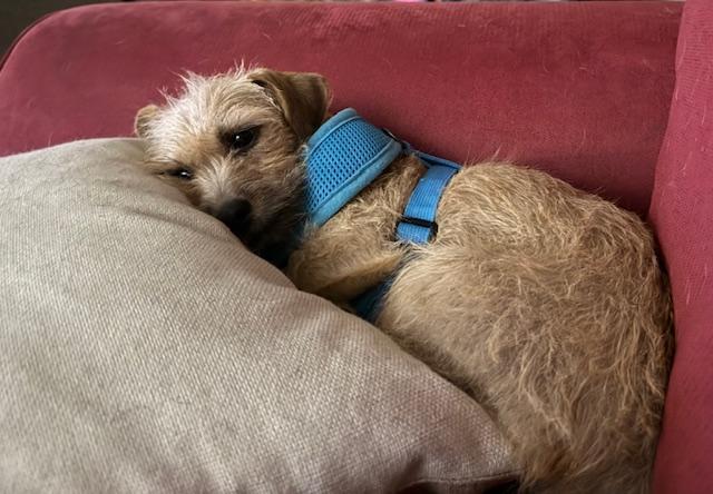 Enlarge Matilda, a Adoptable mixed breed in Santa Rosa, CA image 5/6