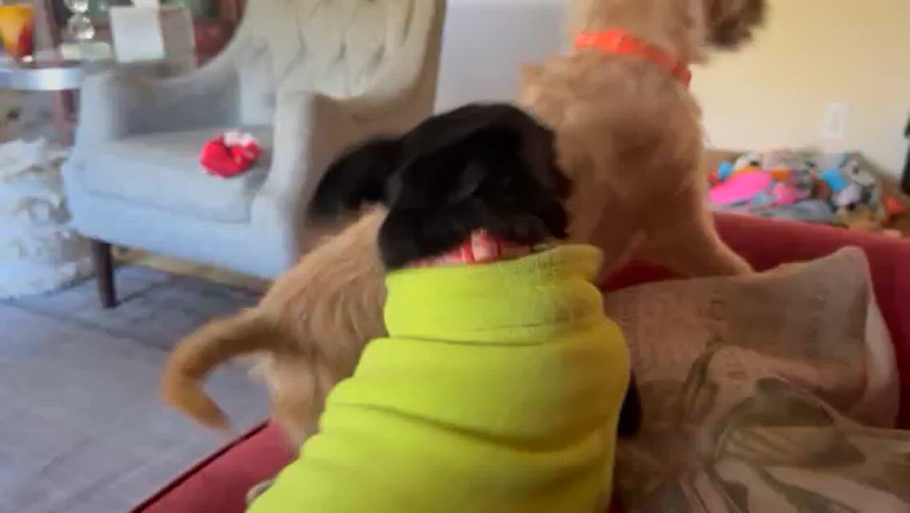 Enlarge Matilda, a Adoptable mixed breed in Santa Rosa, CA video 2/6