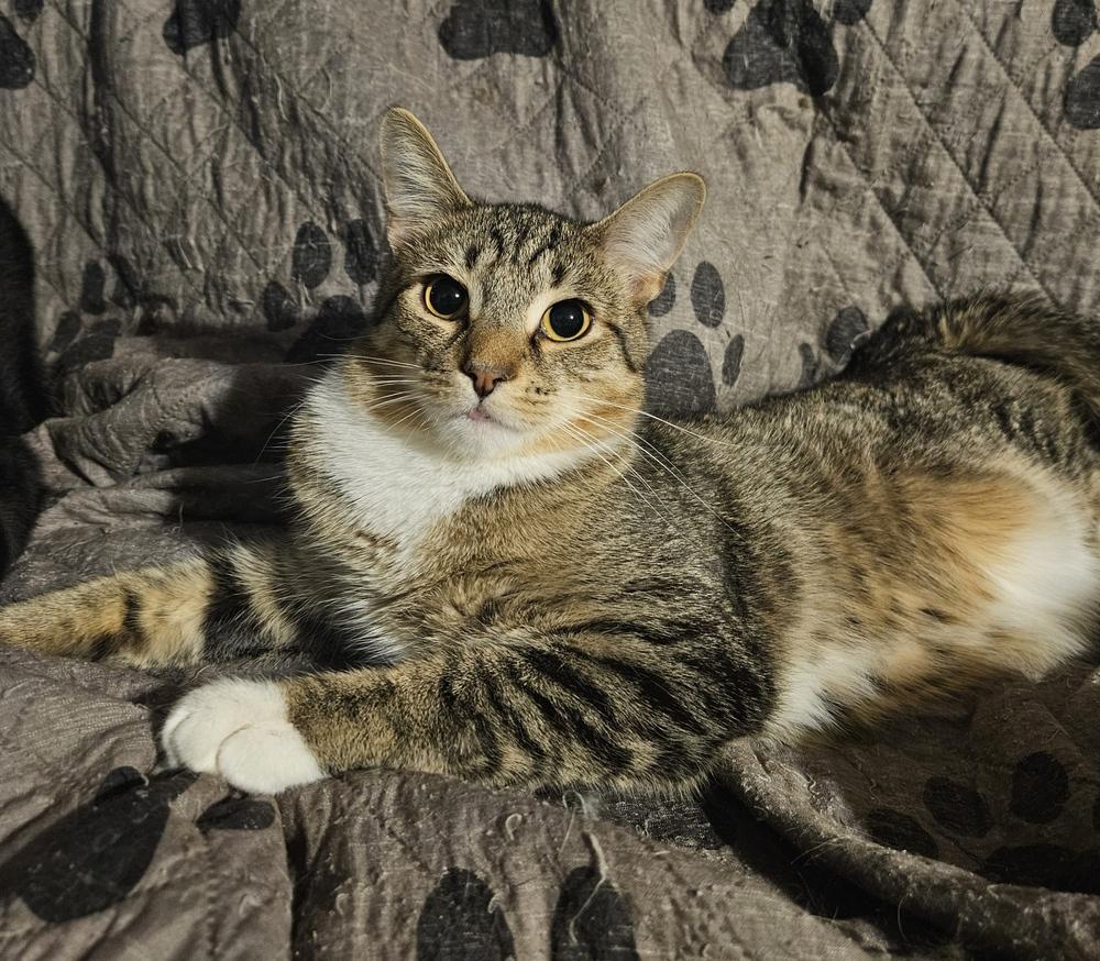 Enlarge Postage, a Adoptable mixed breed in Greensboro, NC image 1/4