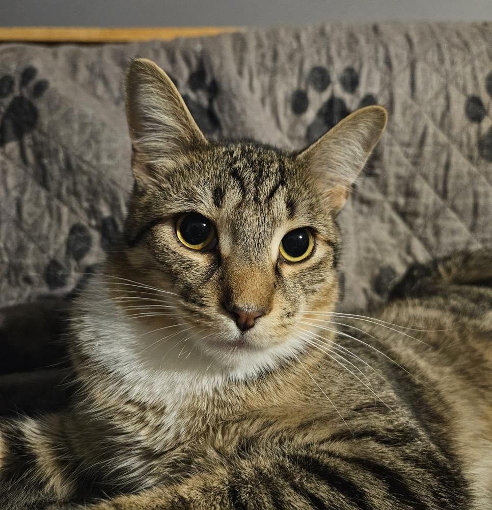 Enlarge Postage, a Adoptable mixed breed in Greensboro, NC image 2/4