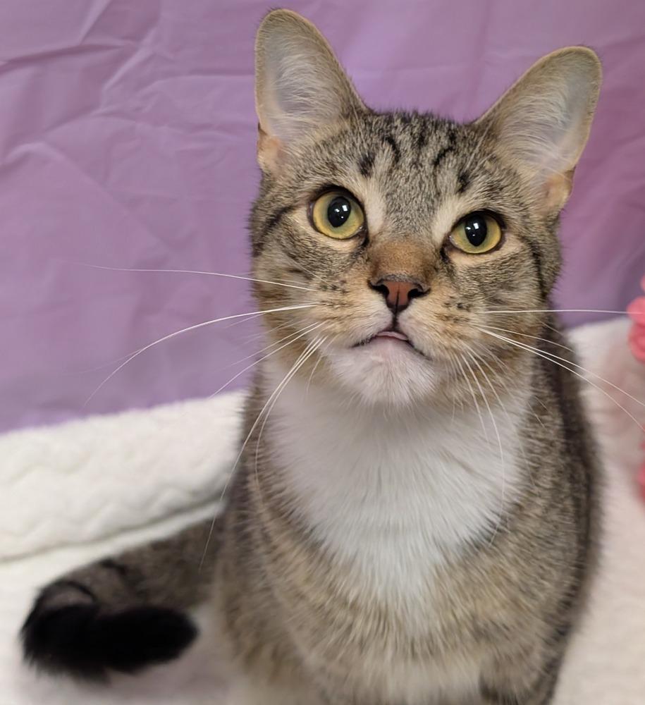 Enlarge Postage, a Adoptable mixed breed in Greensboro, NC image 3/4