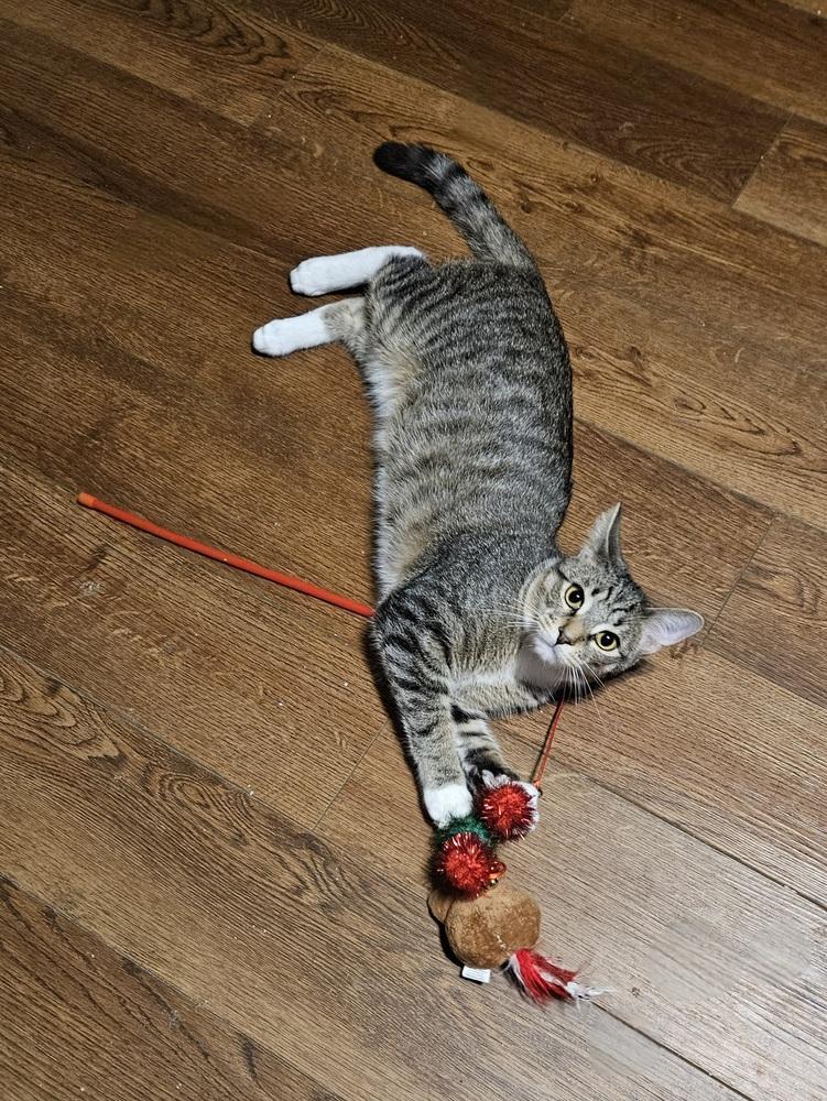 Enlarge Postage, a Adoptable mixed breed in Greensboro, NC image 4/4