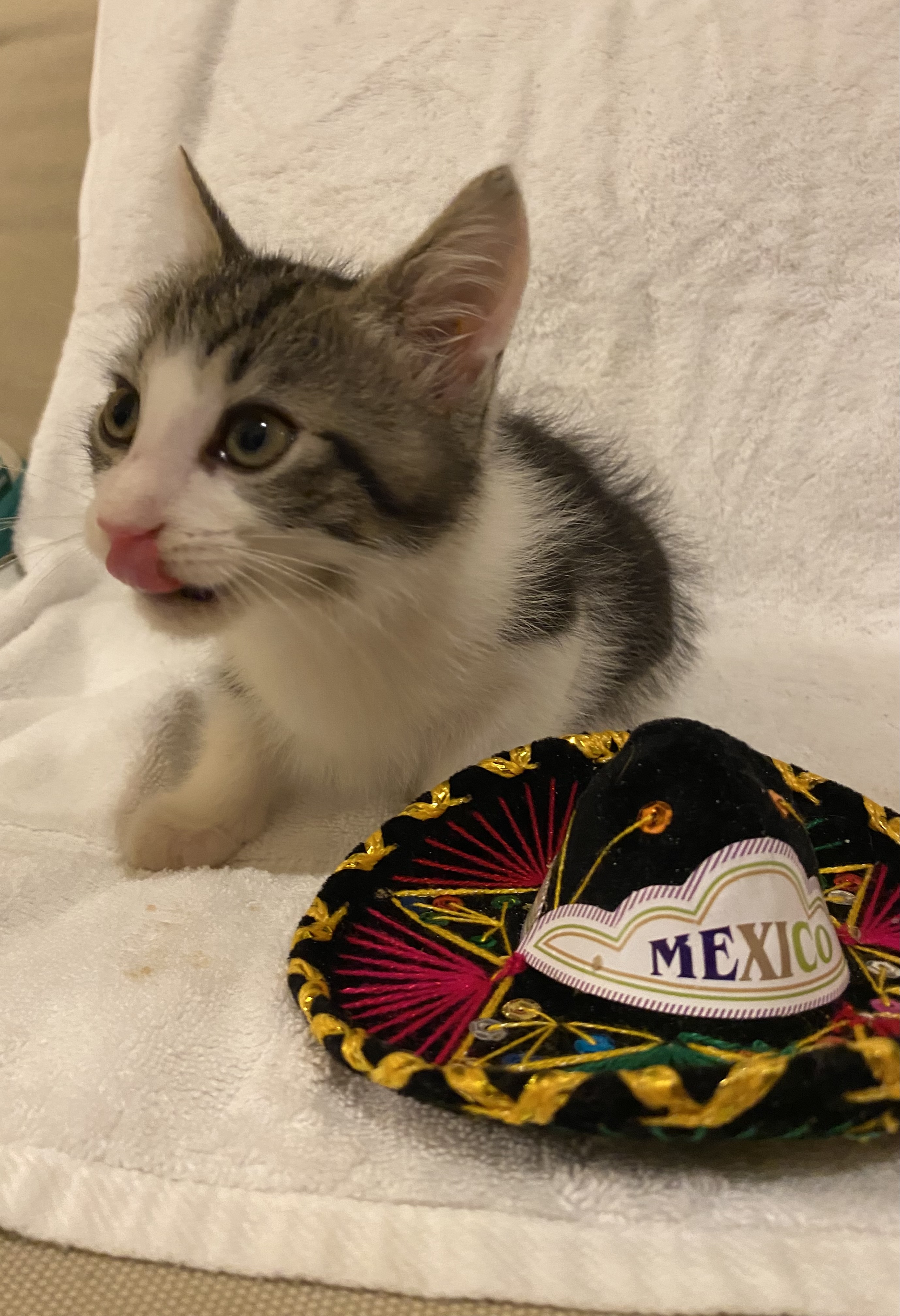 Enlarge Taco, a Adopted American Shorthair in Athens, GA image 1/1