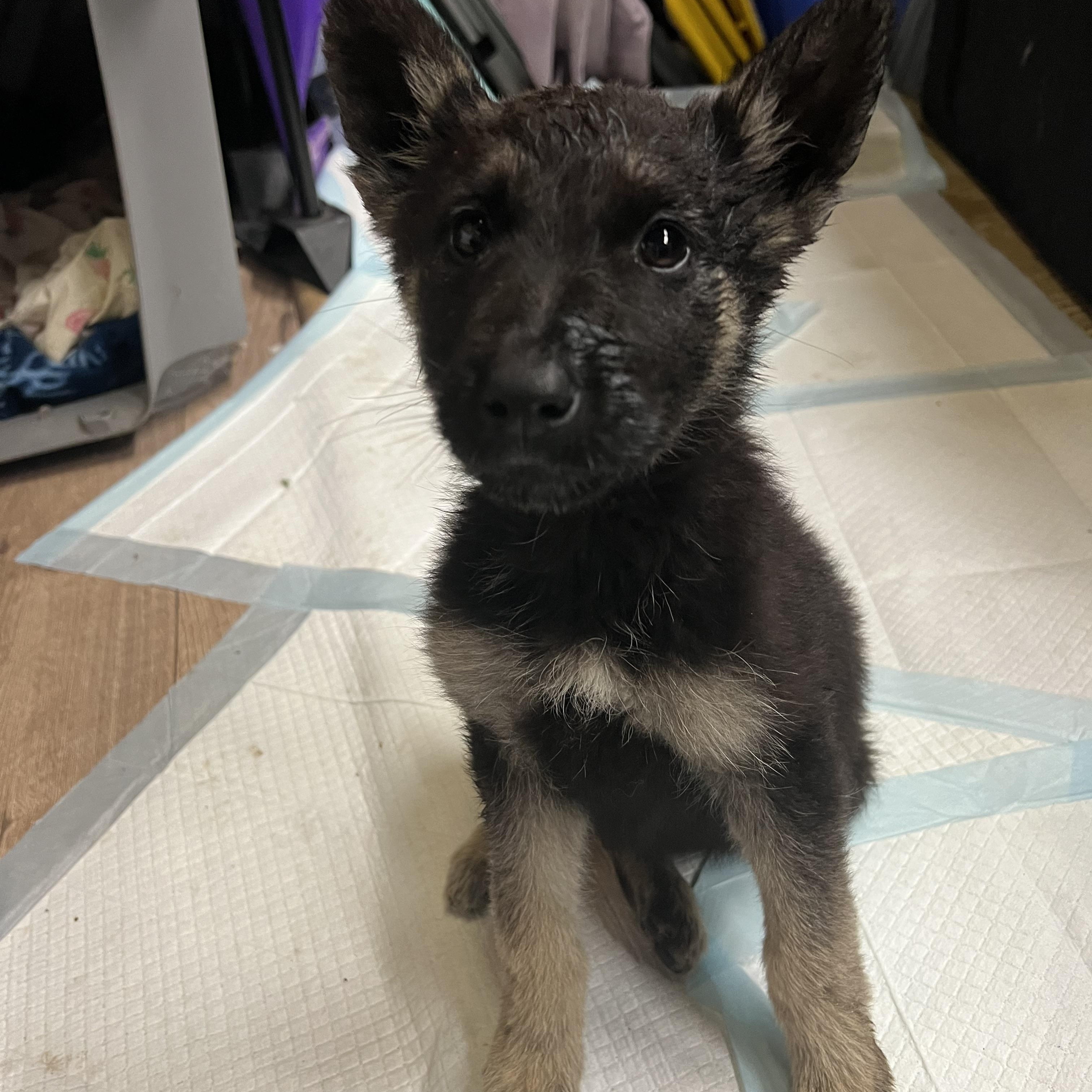 Enlarge Brownie, a Adoptable mixed breed in Inglewood, CA image 1/1