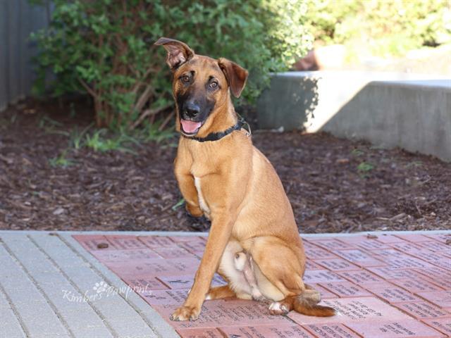 CATDOG, Adoptable, Young Male German Shepherd Dog & Mixed Breed.
