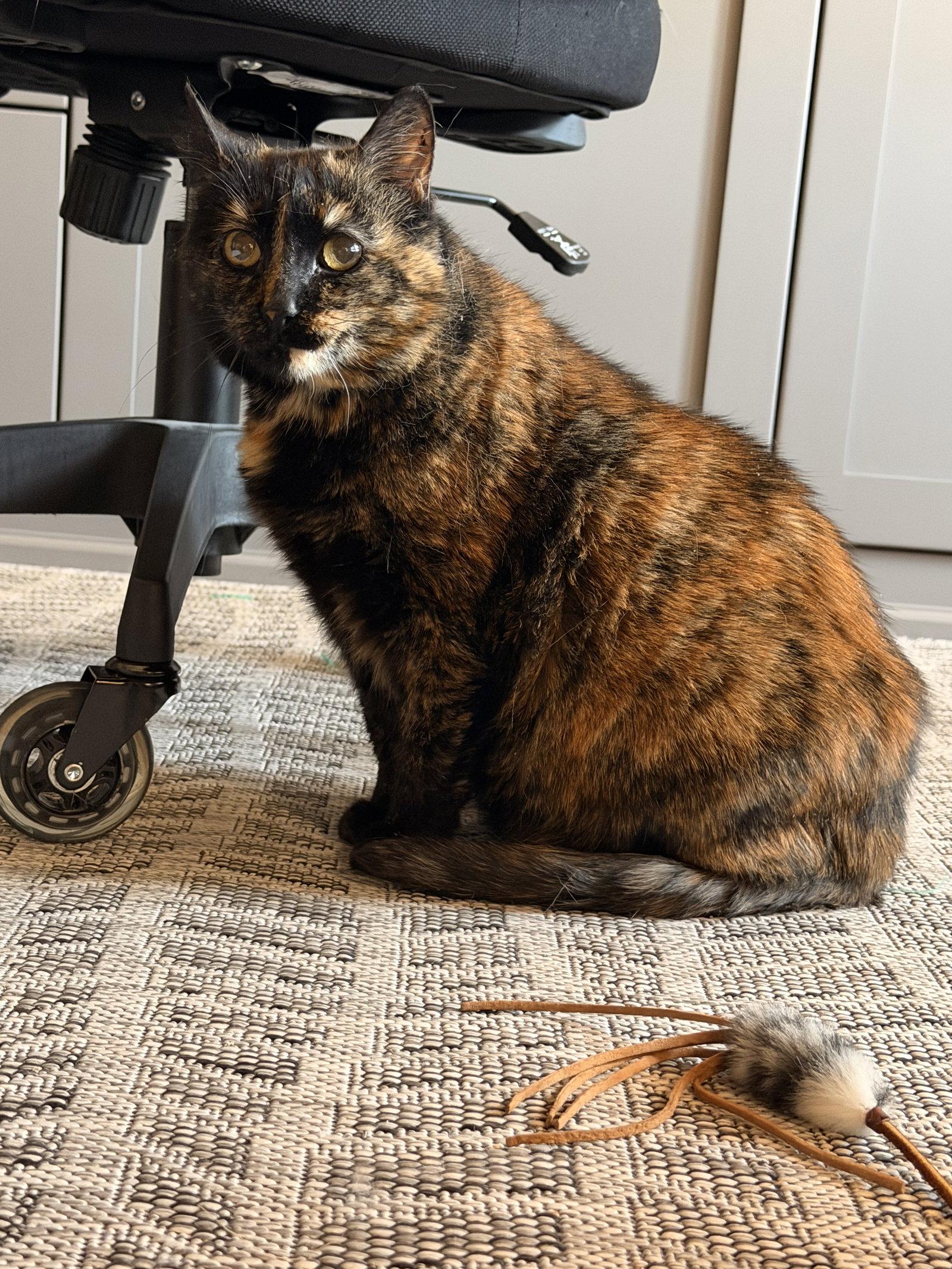 Enlarge Kamori, a Adoptable Domestic Short Hair in Mission Viejo, CA image 1/2