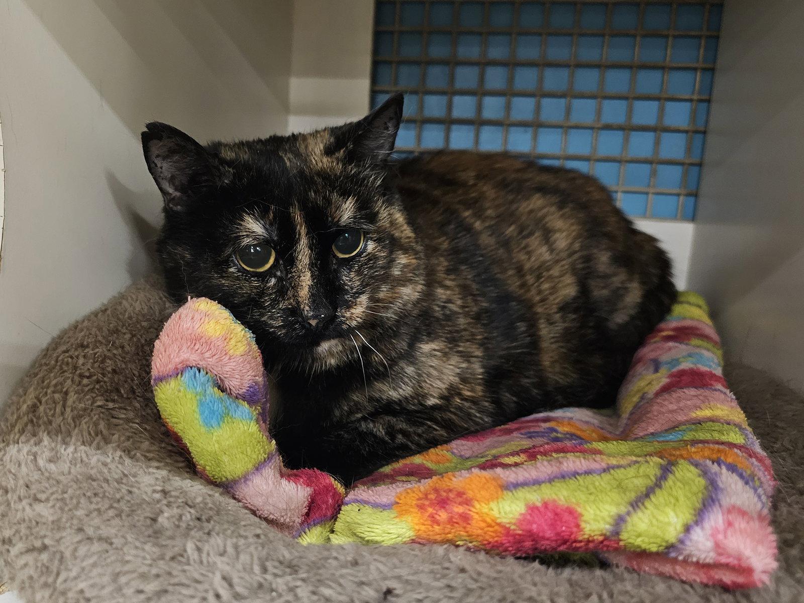 Enlarge Kamori, a Adoptable Domestic Short Hair in Mission Viejo, CA image 2/2