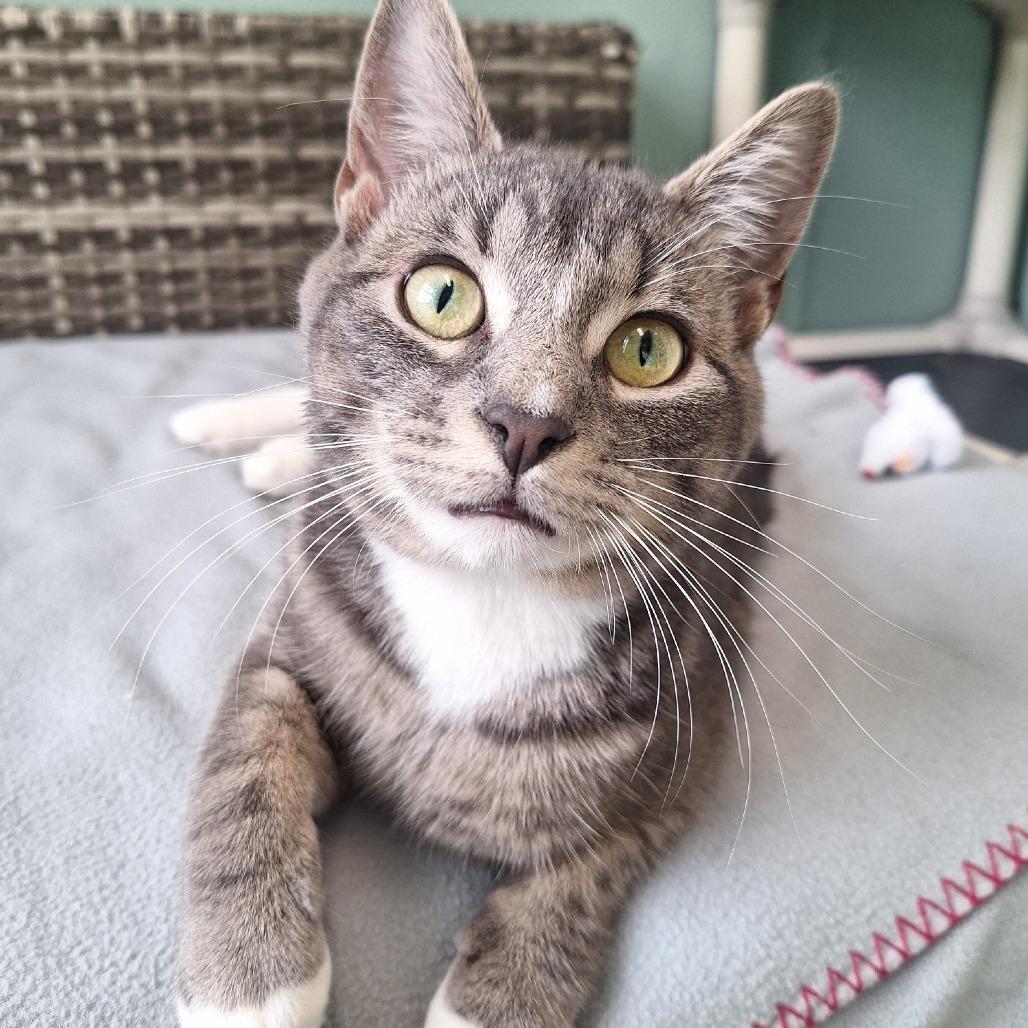 Enlarge Ralph, a Adoptable Domestic Short Hair in Attica, NY image 1/1