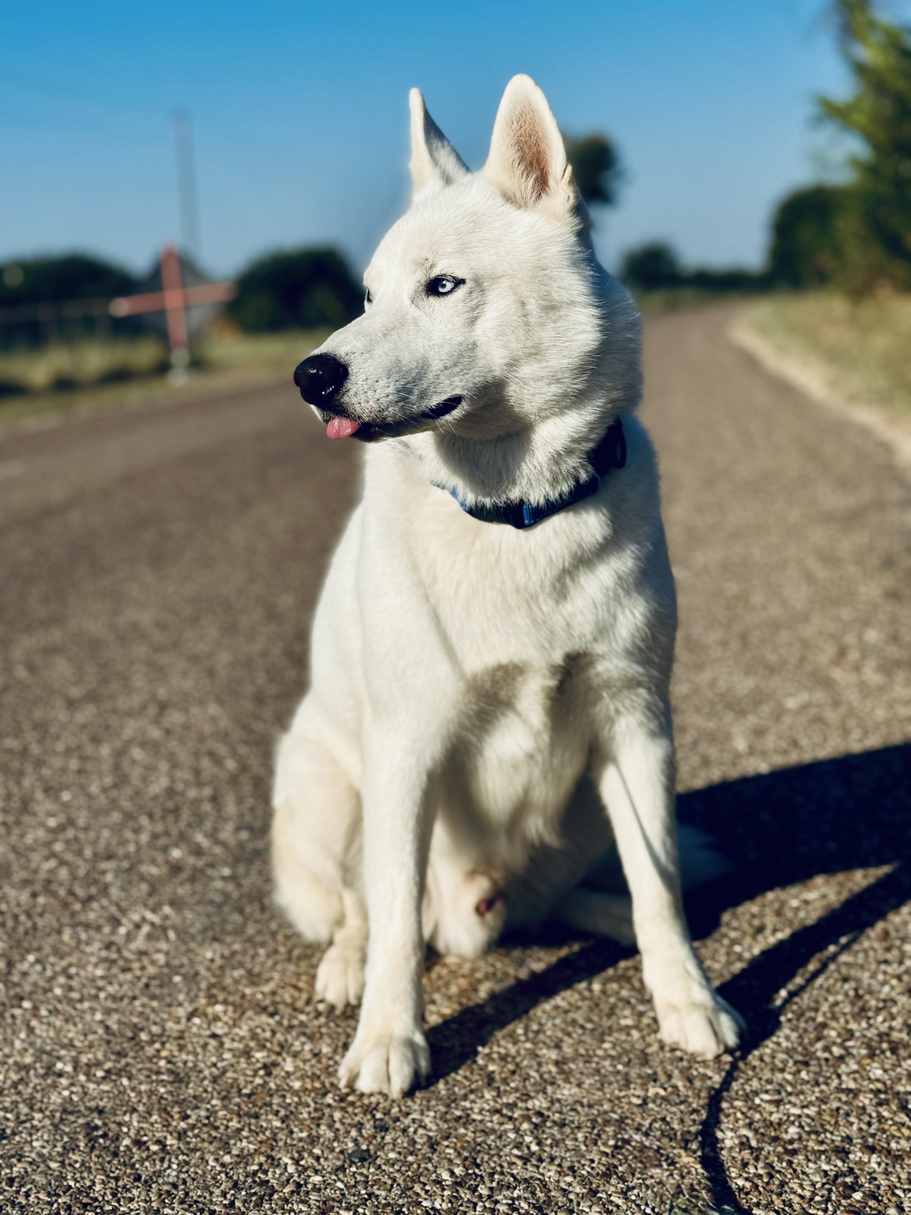 Max, Adoptable, Adult Male Husky.