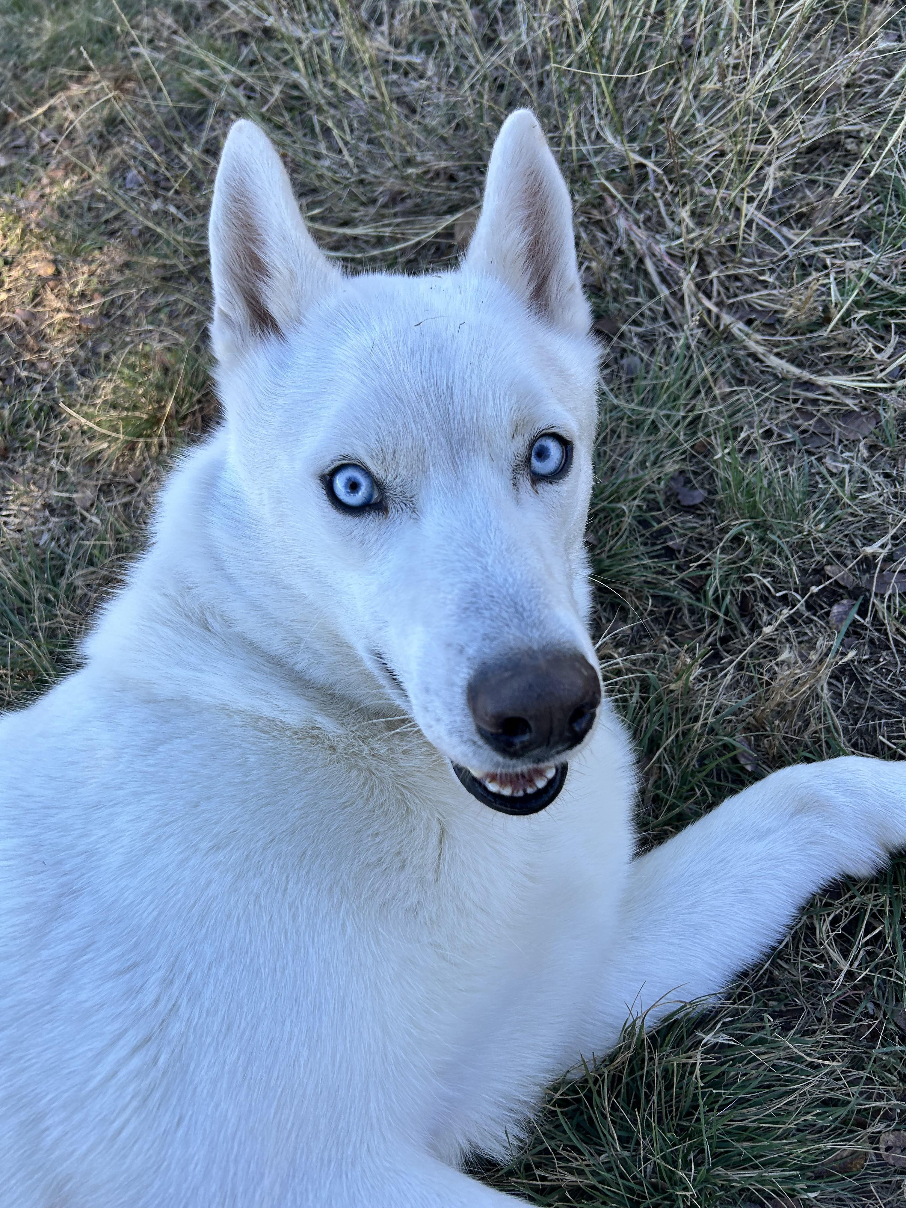Enlarge Max, a Adoptable Husky in Gatesville, TX image 3/3