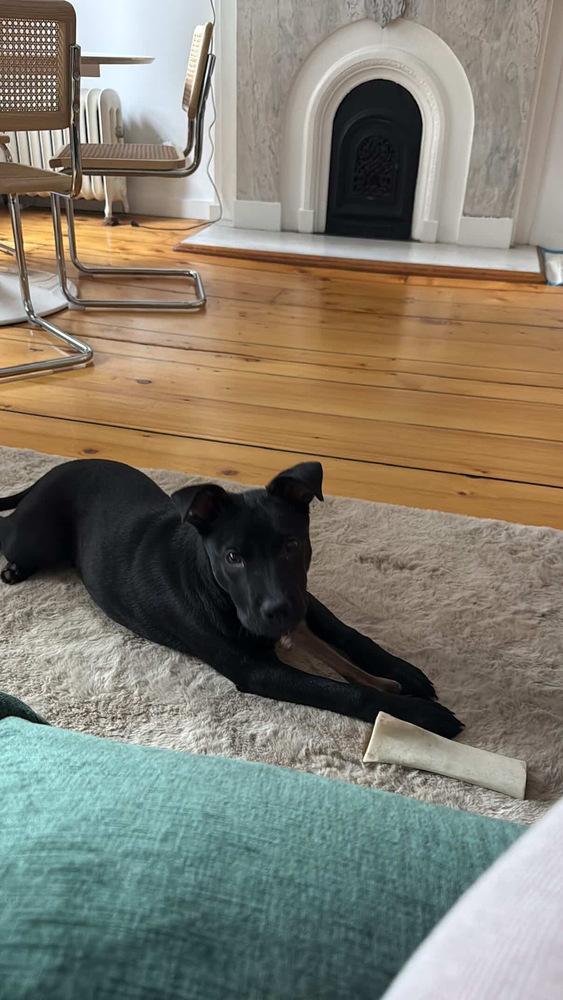 Enlarge Orville, a Adoptable mixed breed in Valley Stream, NY image 1/6