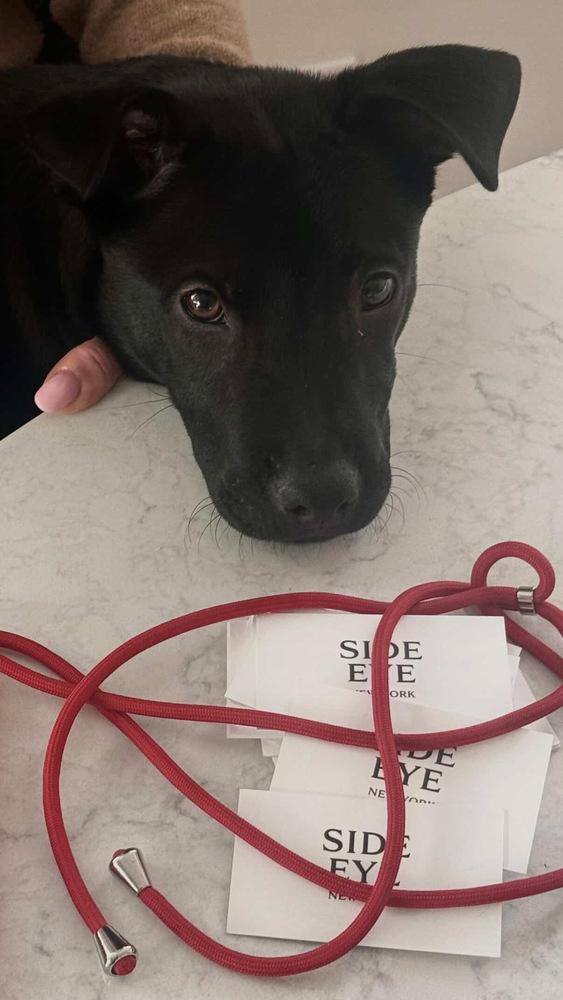 Enlarge Orville, a Adoptable mixed breed in Valley Stream, NY image 2/6