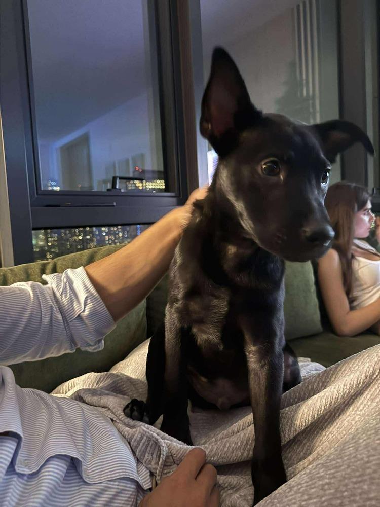 Enlarge Orville, a Adoptable mixed breed in Valley Stream, NY image 3/6