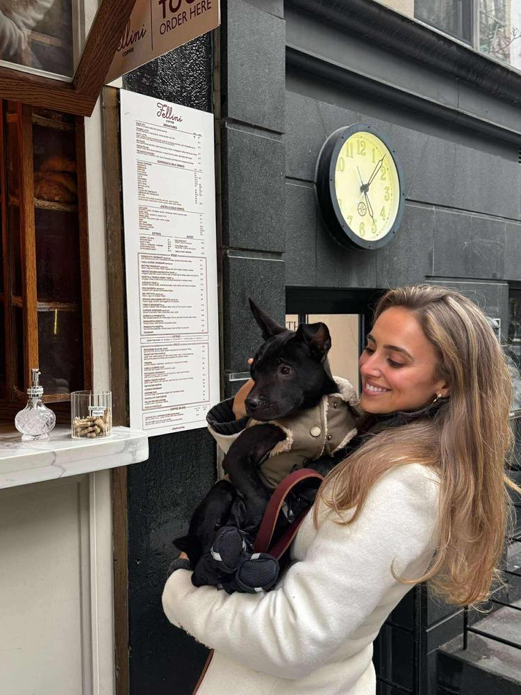 Enlarge Orville, a Adoptable mixed breed in Valley Stream, NY image 5/6