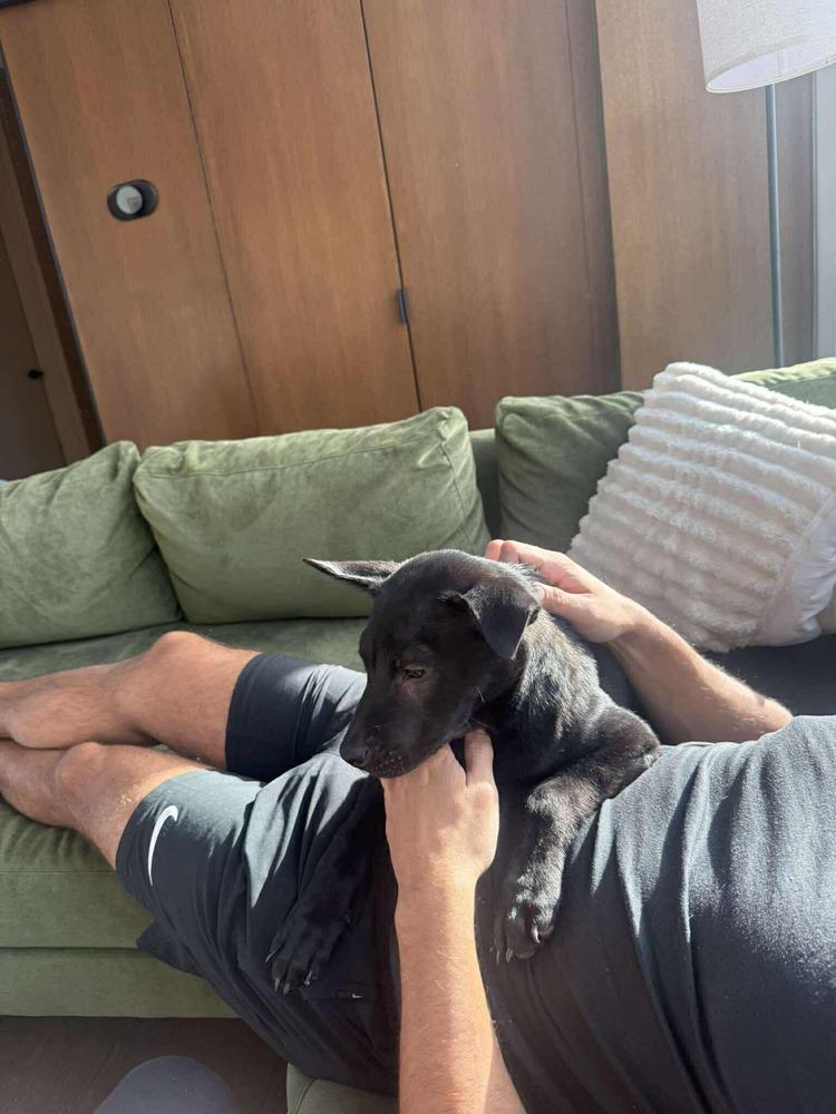 Enlarge Orville, a Adoptable mixed breed in Valley Stream, NY image 6/6