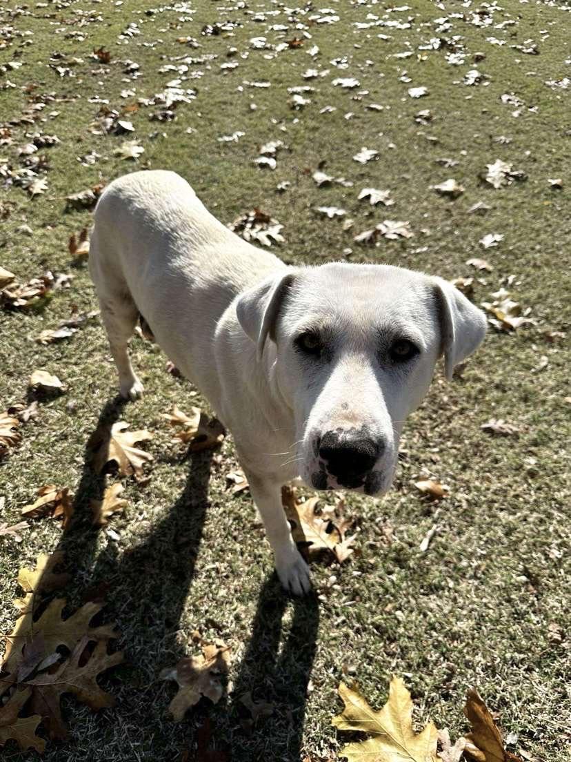 Enlarge Tulip, a Adoptable mixed breed in Dyersburg, TN image 1/1