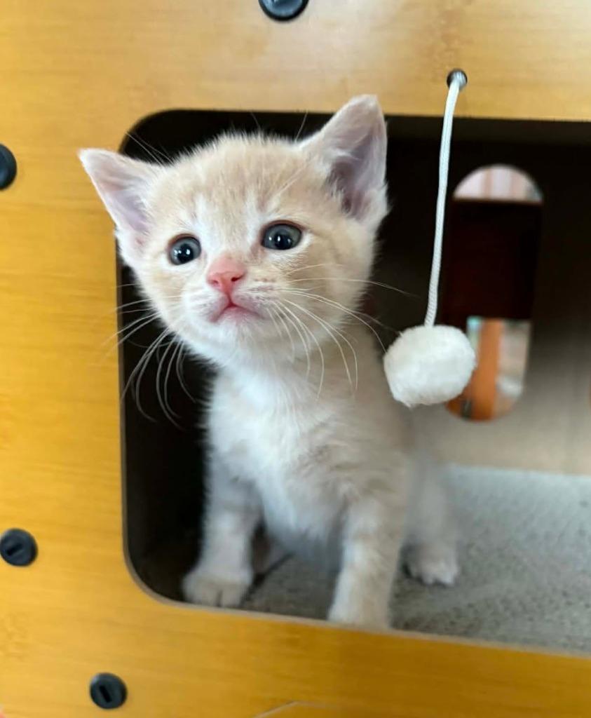Windego, Adoptable, Kitten Male Domestic Short Hair.