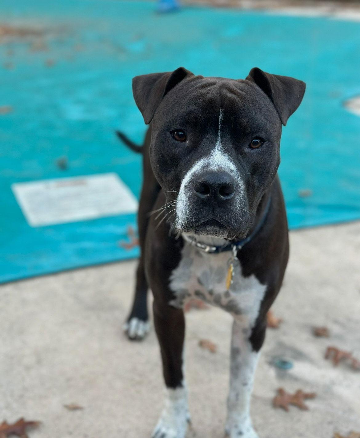 Spade, a Adoptable mixed breed in Oakhurst, NJ image 1/3