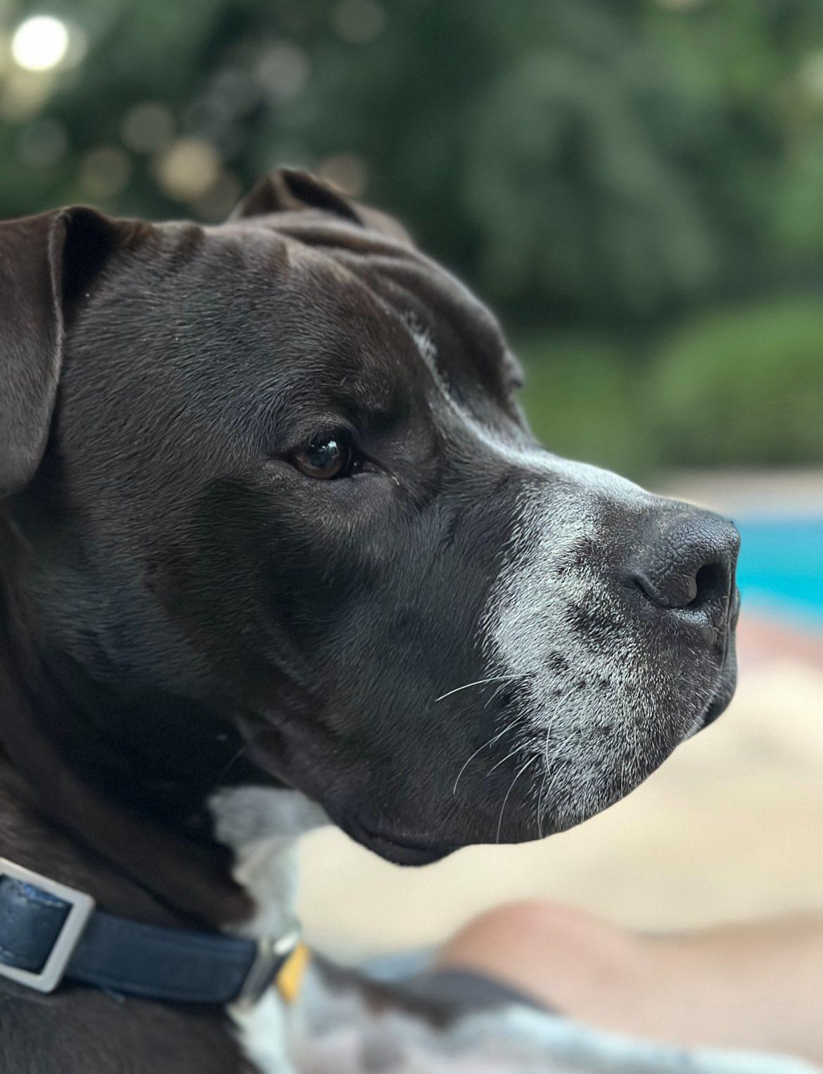 Spade, a Adoptable mixed breed in Oakhurst, NJ image 2/3