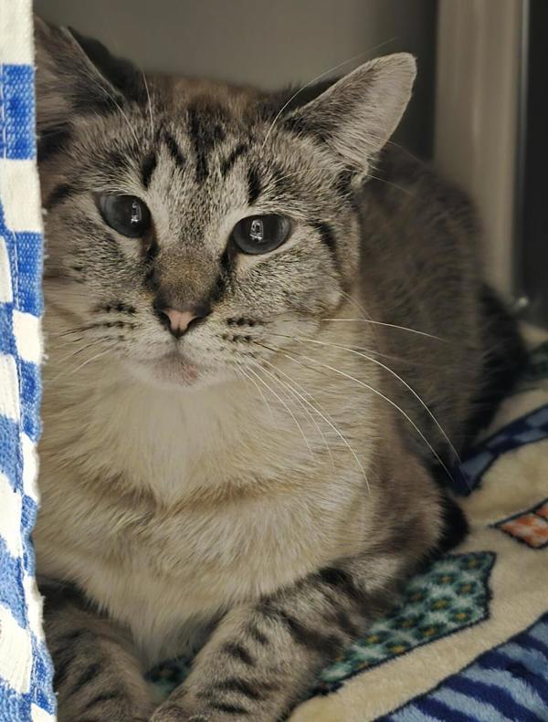 Enlarge Kina - Barn Cat, a Adoptable mixed breed in Vancouver, WA image 1/1