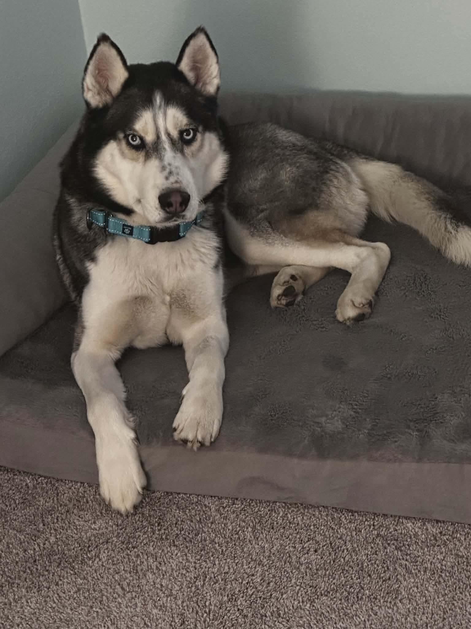 Lucky, a ADOPTABLE Siberian Husky in La Motte, IA image 3/6