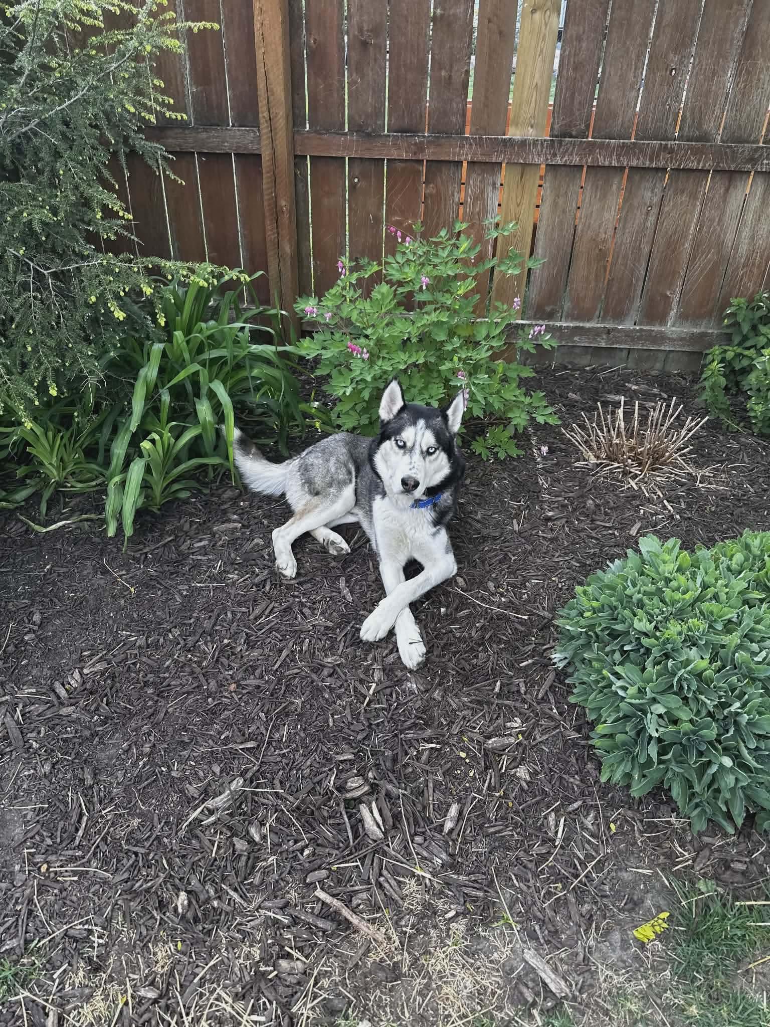 Lucky, a ADOPTABLE Siberian Husky in La Motte, IA image 6/6