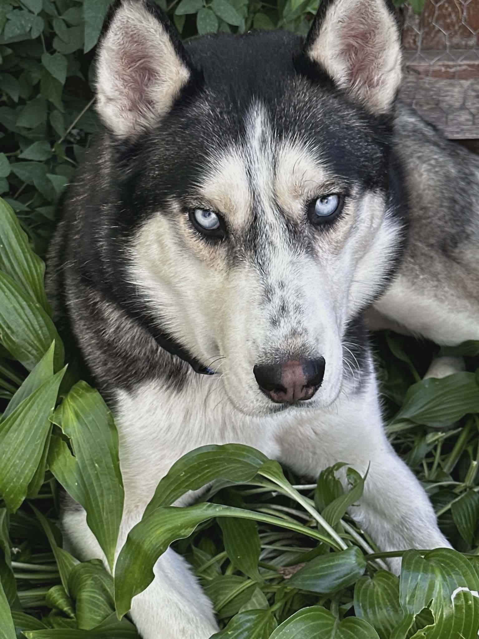 Lucky, a ADOPTABLE Siberian Husky in La Motte, IA image 1/6