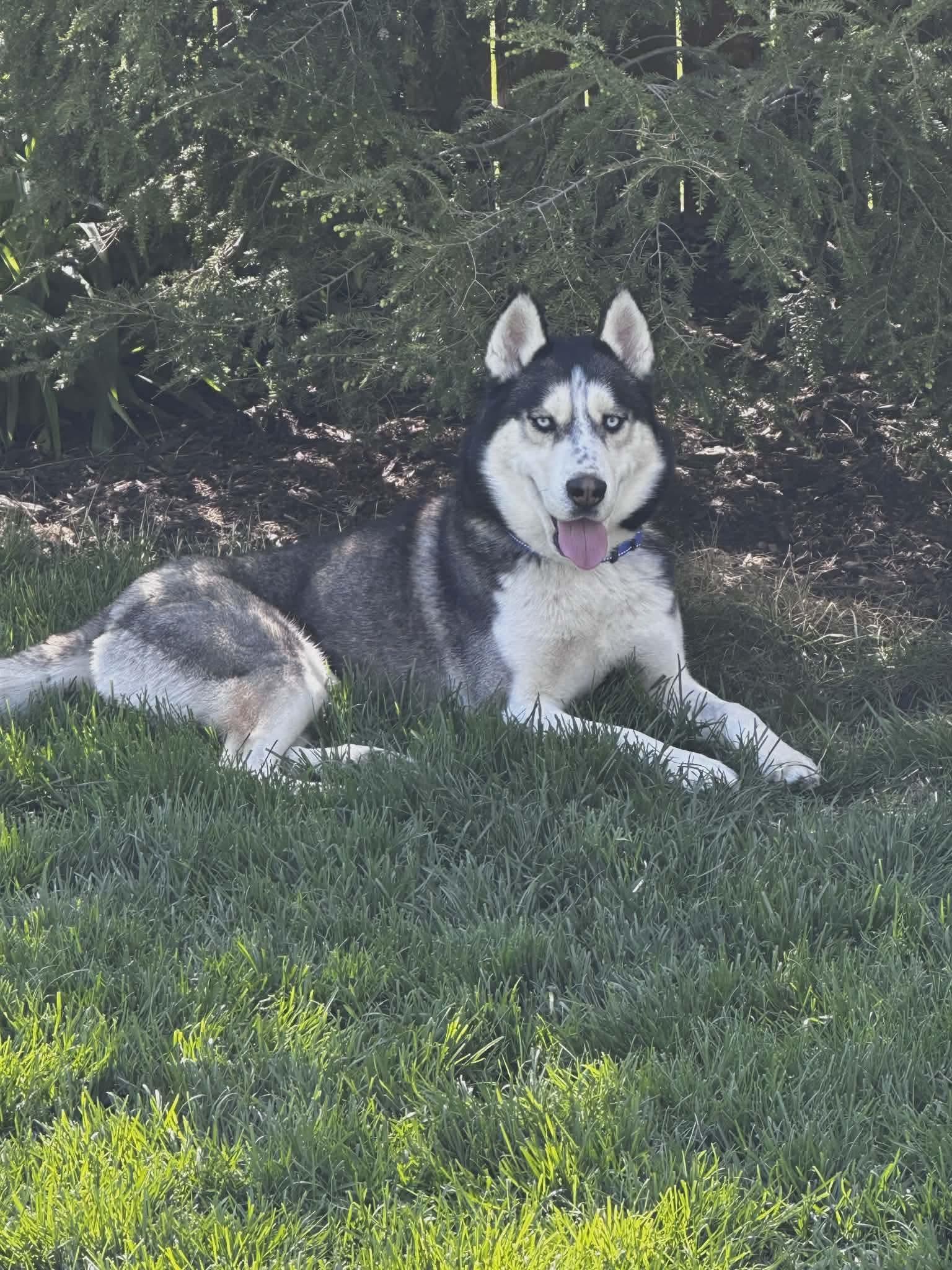 Lucky, a ADOPTABLE Siberian Husky in La Motte, IA image 5/6