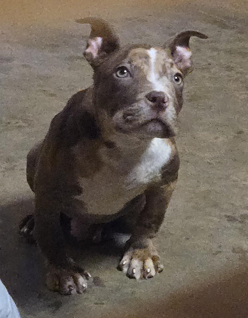 Enlarge Gabe, a ADOPTABLE mixed breed in Abbeville, SC image 2/3