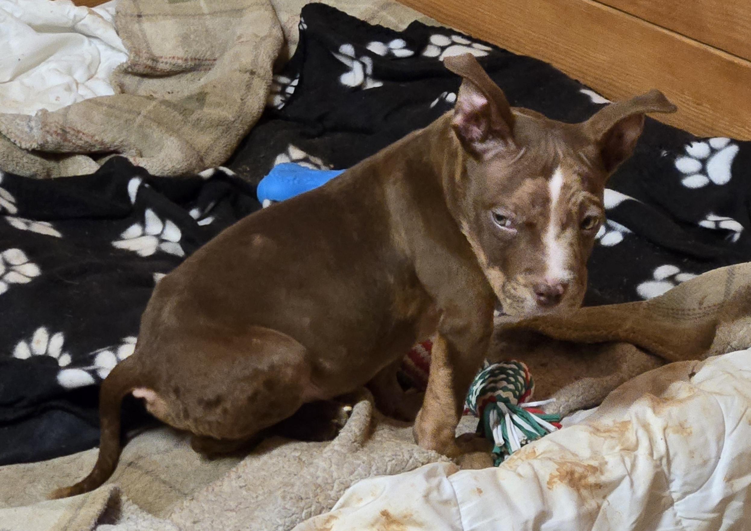 Enlarge Gabe, a ADOPTABLE mixed breed in Abbeville, SC image 1/3