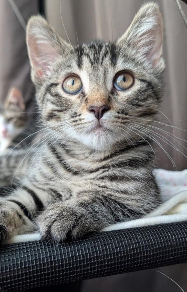 Izzie, Adoptable, Kitten Female Domestic Short Hair & Tabby.