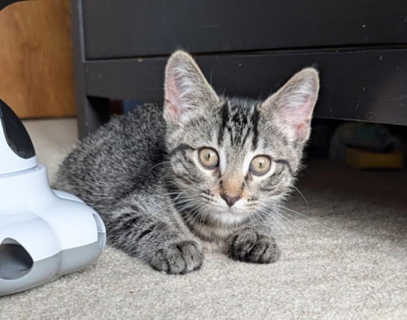 Enlarge Izzie, a Adoptable mixed breed in Poplar Grove, IL image 5/5