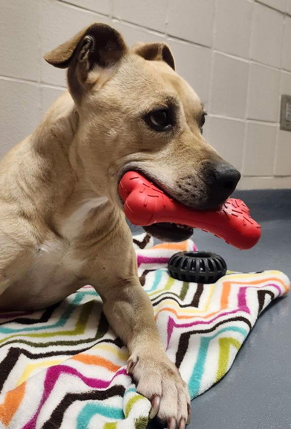 Monse, Adoptable, Adult Female Pit Bull Terrier & Bull Terrier Miniature.