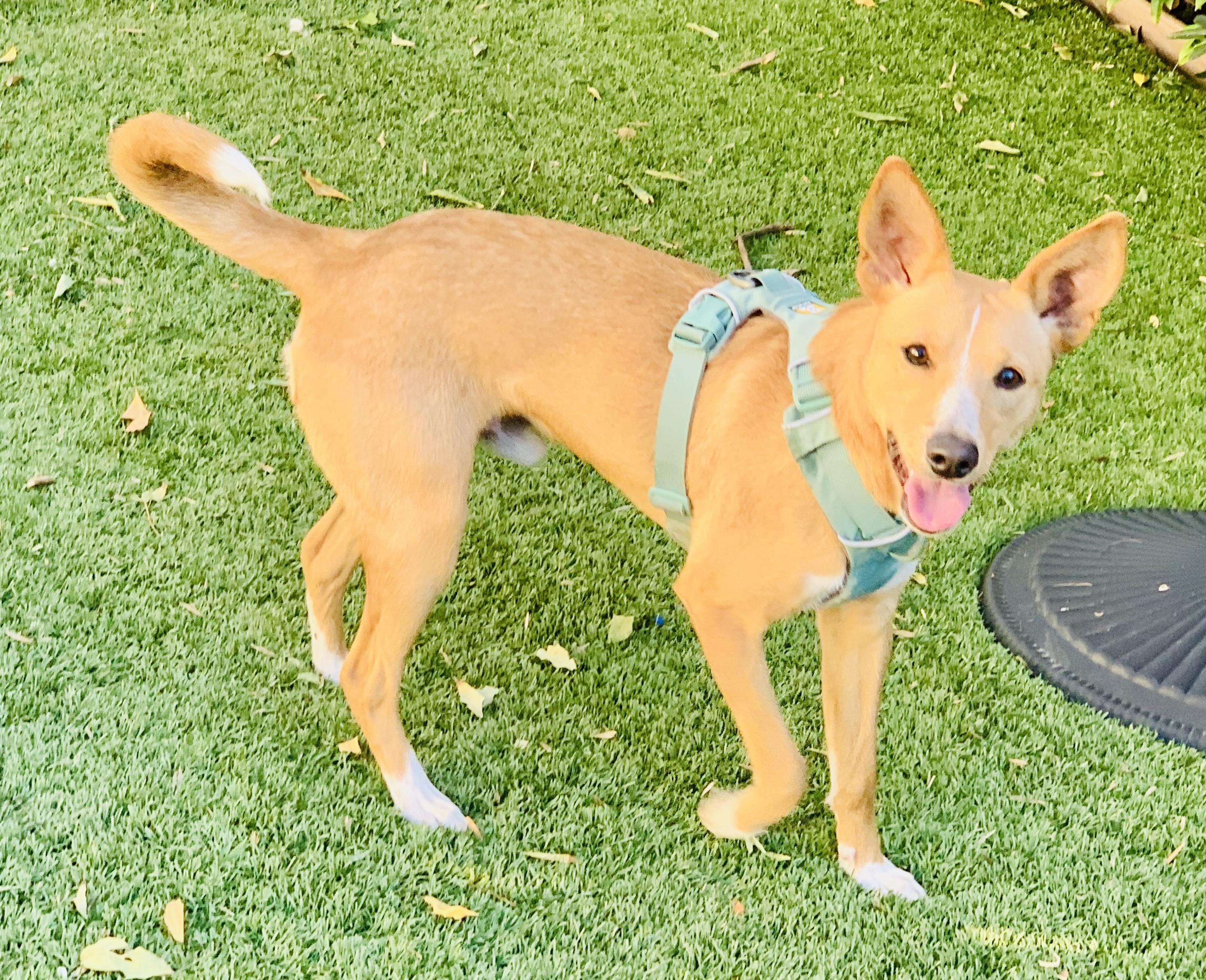 Enlarge Rudy, a ADOPTABLE mixed breed in Toluca Lake, CA image 3/4