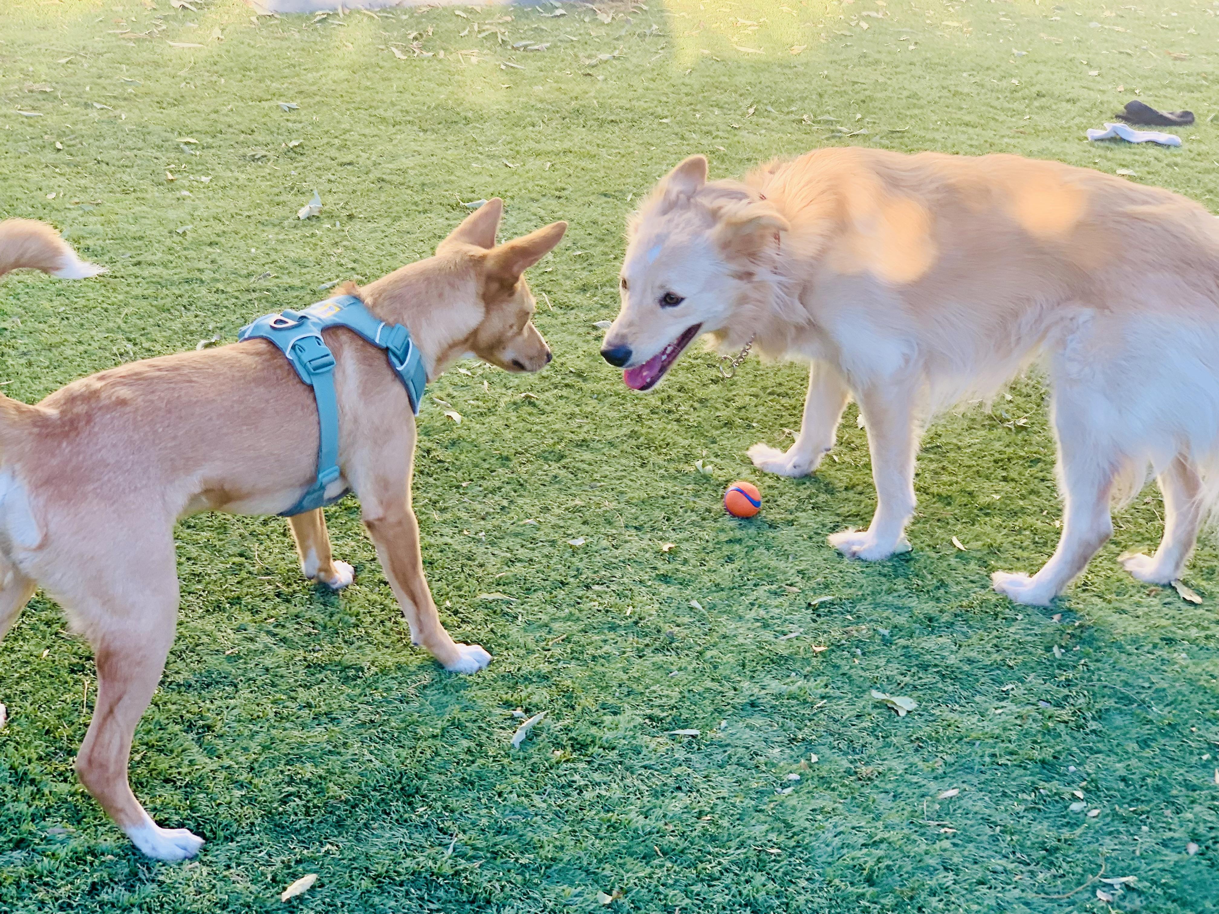 Enlarge Rudy, a ADOPTABLE mixed breed in Toluca Lake, CA image 4/4