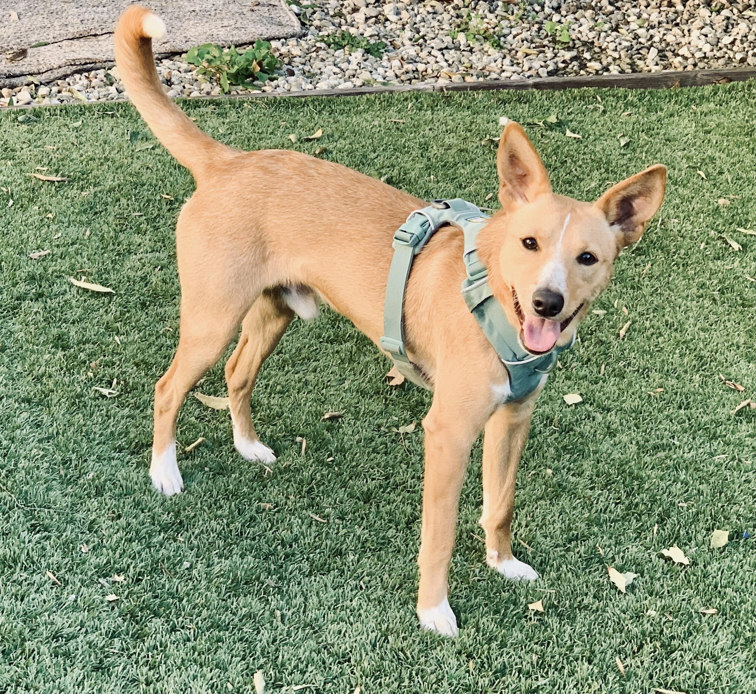 Enlarge Rudy, a ADOPTABLE mixed breed in Toluca Lake, CA image 1/4