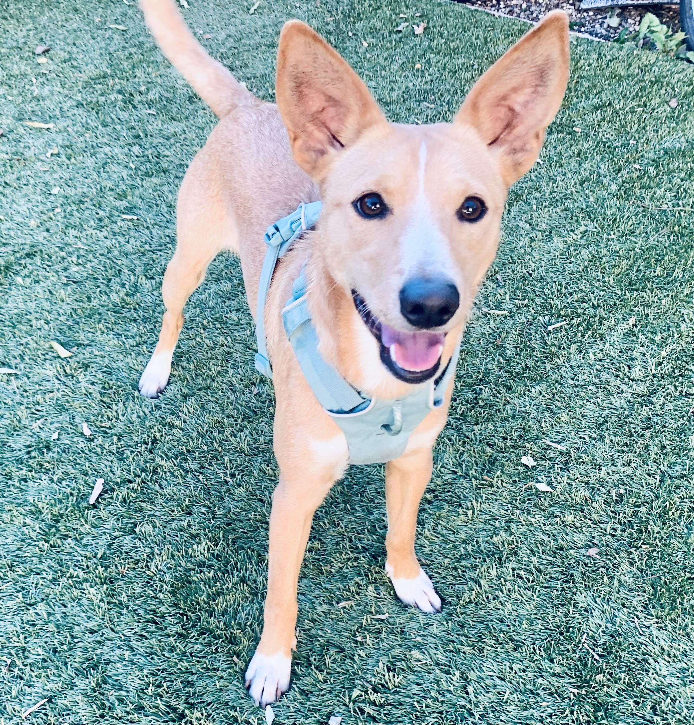 Enlarge Rudy, a ADOPTABLE mixed breed in Toluca Lake, CA image 2/4