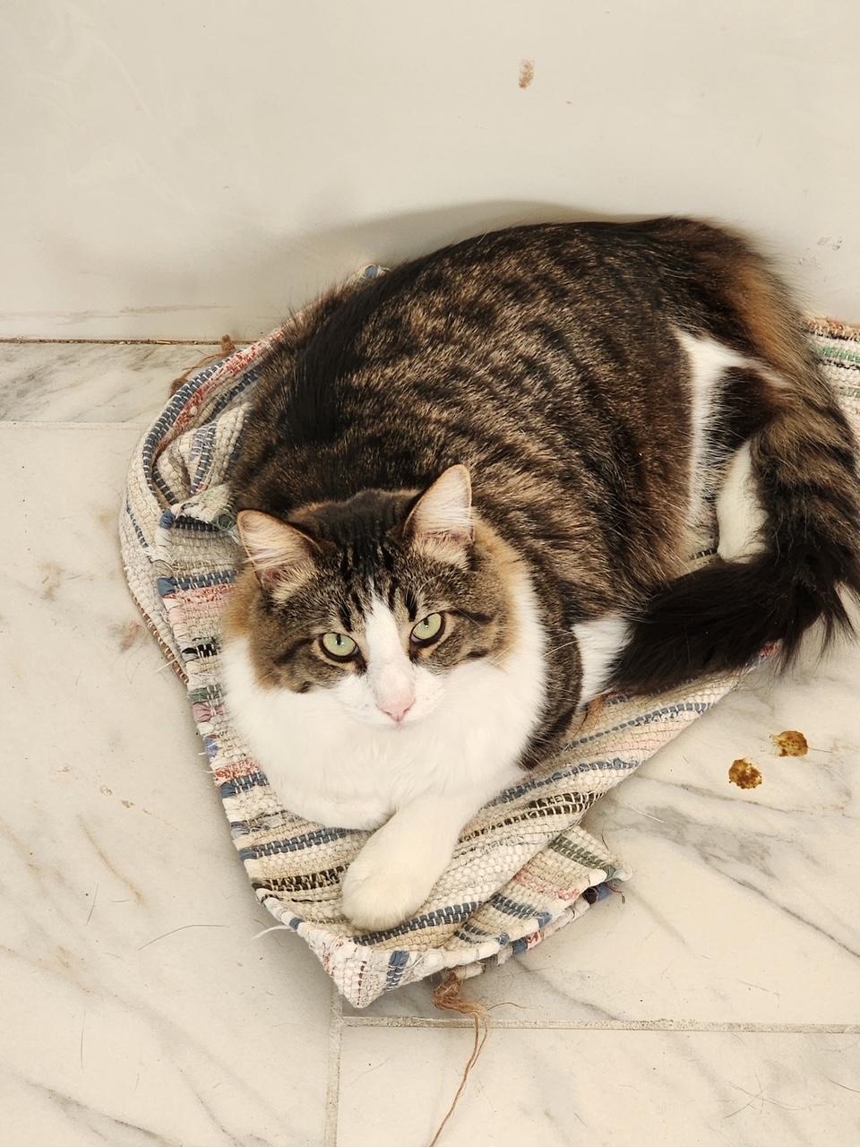 Roofus, Adoptable, Adult Male Domestic Medium Hair.