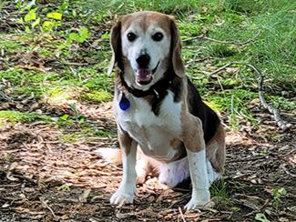 Hubble, a Adoptable Beagle in New Boston, NH image 3/5