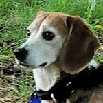 Hubble, Adoptable, Adult Male Beagle.