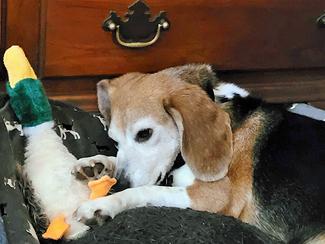 Hubble, a Adoptable Beagle in New Boston, NH image 5/5