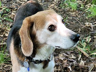 Hubble, a Adoptable Beagle in New Boston, NH image 4/5